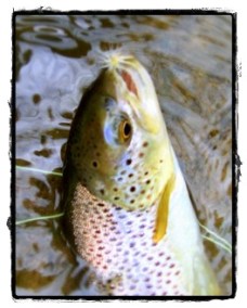 Caught on a Yellow Sally