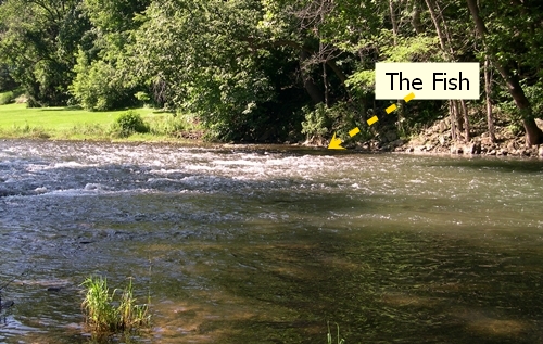 I finally found the fish