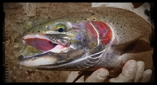 Delicious? Think Again. Throw it back!