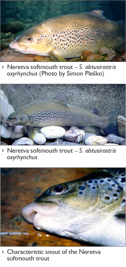 Did You Know About Balkan&nbsp;Trout?
