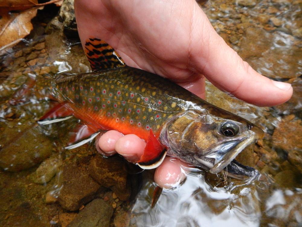 10386886_783570288343424_1968489655151758593_o