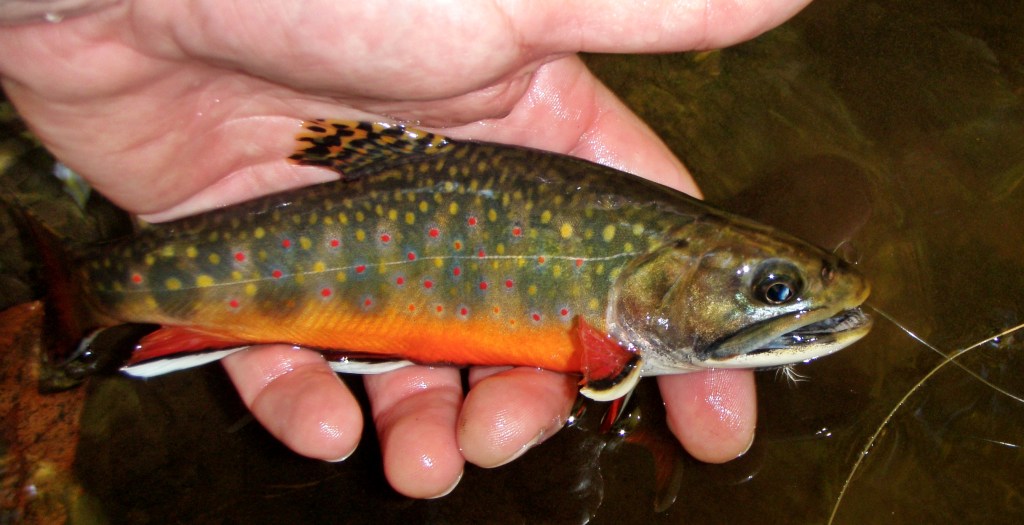 Tenkara One Fly Season Day 9, May 26, 2013: Western&nbsp;Maryland