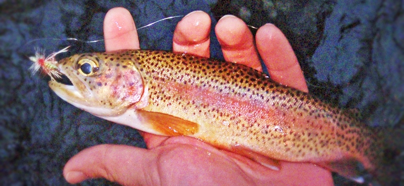 Glacier Creek Rainbow