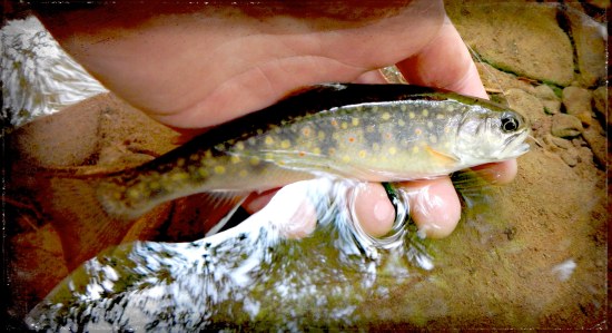 brookie 1