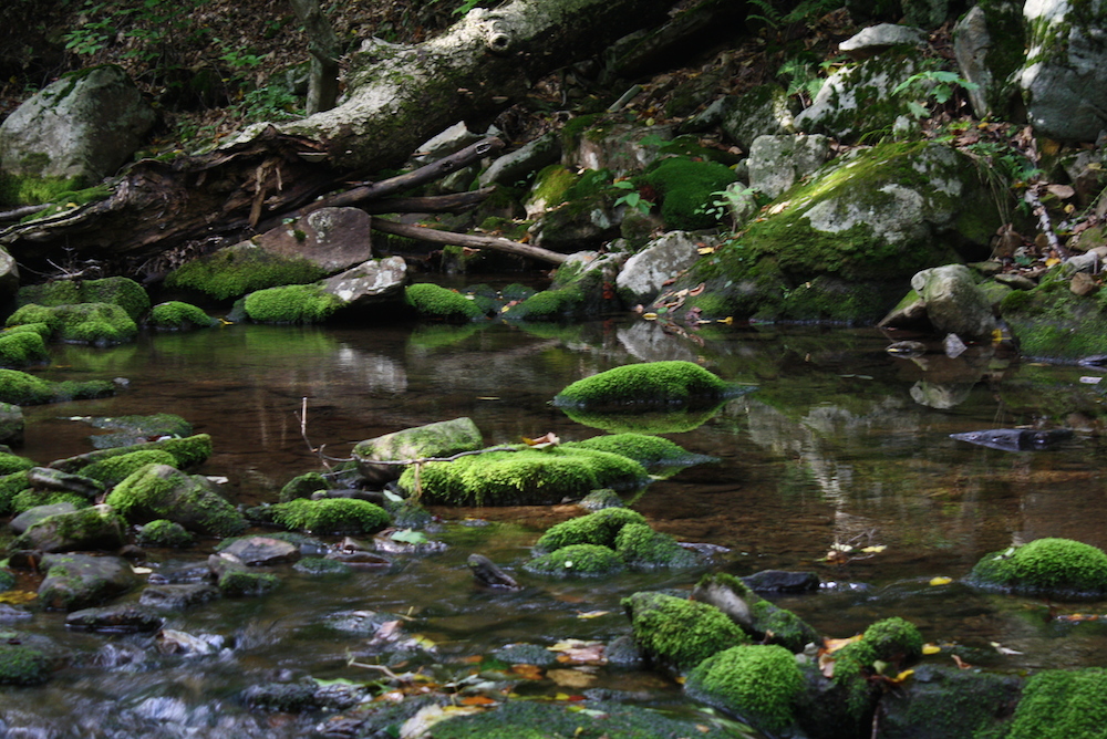 Find Your Wild and Uncultivated&nbsp;Country