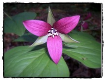 trillium