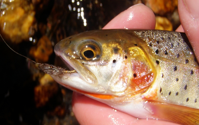 Roaring River Greenback on the Minimalist