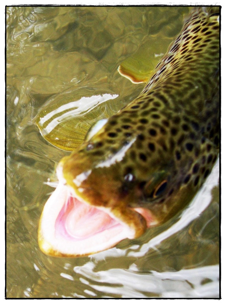 Nicely Spotted Brown Caught on the Hair-Wing Sulpur Thorax