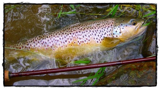 A typical fish for the day - notice the nice blue color on the gill-plate