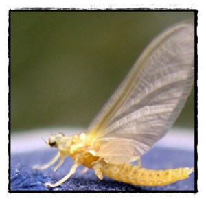 Ephemerella Invaria Dun (AKA Sulphur)