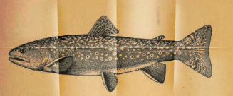 DVD Review: Aaron Jasper’s European Nymphing&nbsp;Series