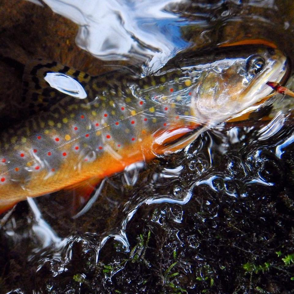 10505608_733105073447664_2920739647499217151_n