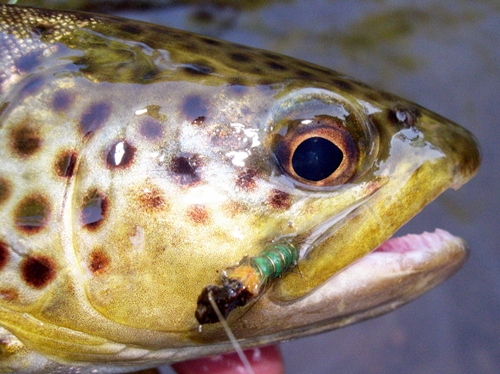 A nice brownie from the Little J.