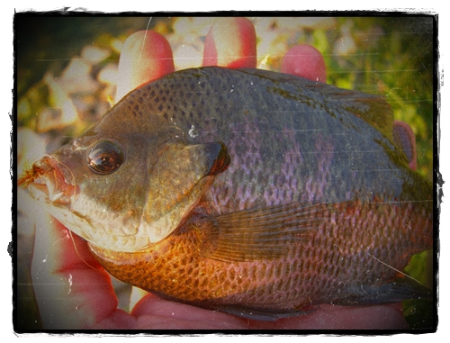 Bluegill 2 Bluegill 2