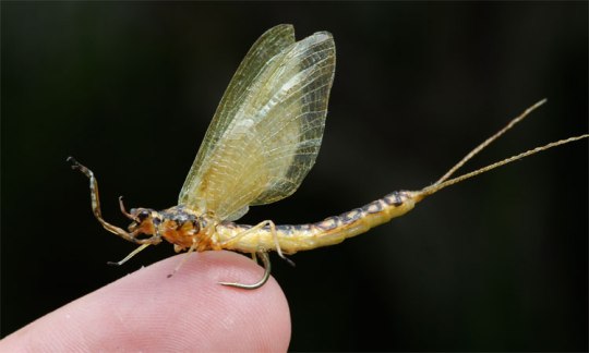 Realistic Hex courtesy of  Graham Owen (copyright Graham Owen)