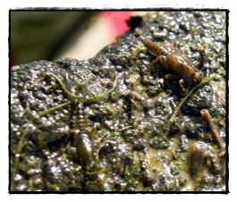 Ephemerella Invaria Nymphs