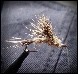 woodchuck emerger_01