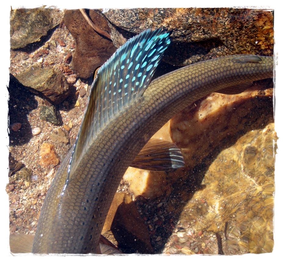 Colorado Grayling
