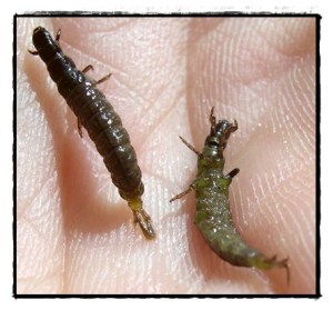 Free-living Caddis Larvae