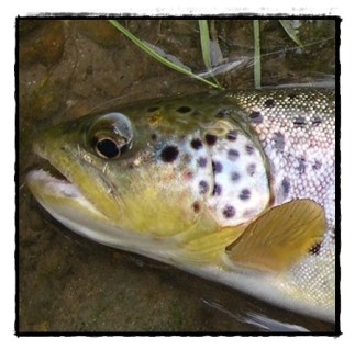 Gratuitous Trout Picture