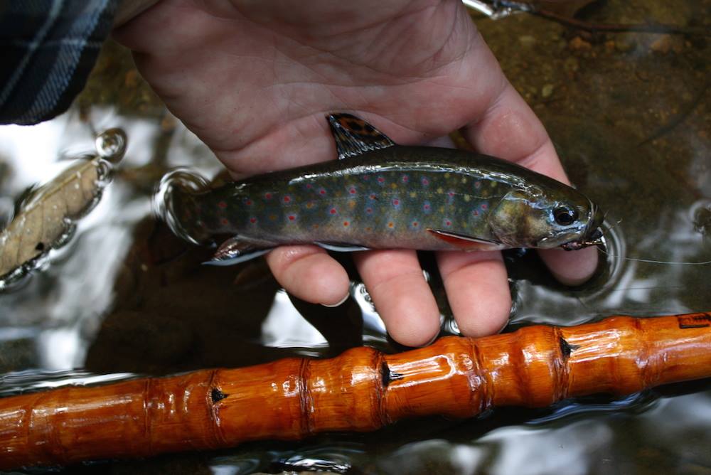 10373021_835424403158012_7830652992278678461_o