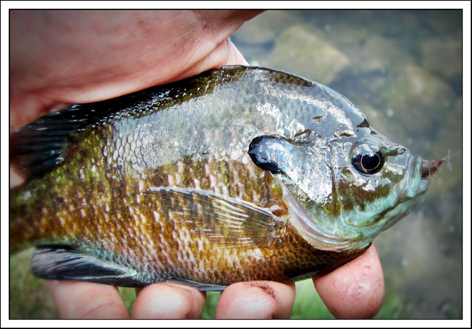 Summertime And the living is easy. Fish are&nbsp;jumping…