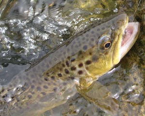 Nice Brownie on a Walt's Worm